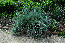 Blue Oat Grass (Helictotrichon sempervirens) at Lakeshore Garden Centres