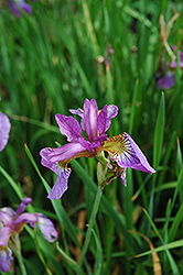 Dream Spires Siberian Iris (Iris sibirica 'Dream Spires') at Lakeshore Garden Centres