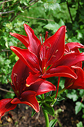 America Lily (Lilium 'America') at Stonegate Gardens