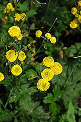 Yellow Bachelor's Button (Ranunculus acris 'Flore Plena') at Lakeshore Garden Centres