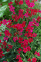 Flashing Light Maiden Pinks (Dianthus deltoides 'Flashing Light') at A Very Successful Garden Center