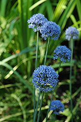 Blue Drumstick Ornamental Onion (Allium caeruleum 'Blue Drumstick') at A Very Successful Garden Center