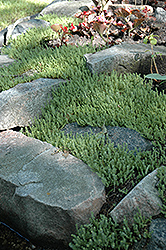 Six Row Stonecrop (Sedum sexangulare) at A Very Successful Garden Center