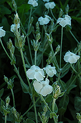 White Rose Campion (Lychnis coronaria 'Alba') at A Very Successful Garden Center