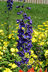 Pacific Giant Black Knight Larkspur (Delphinium 'Black Knight') at The Mustard Seed