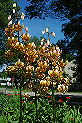 Brocade Martagon Lily (Lilium martagon 'Brocade') at Lakeshore Garden Centres