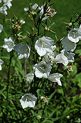 White Carpathain Bellflower (Campanula carpatica 'Alba') at Lakeshore Garden Centres