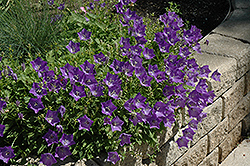 Blue Clips Bellflower (Campanula carpatica 'Blue Clips') at Stonegate Gardens
