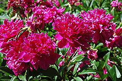 Karl Rosenfield Peony (Paeonia 'Karl Rosenfield') at A Very Successful Garden Center