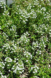 White Moss Thyme (Thymus praecox 'Albus') at The Mustard Seed