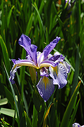 Spuria Iris (Iris spuria) at A Very Successful Garden Center