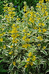 Alexander Loosestrife (Lysimachia punctata 'Alexander') at The Mustard Seed