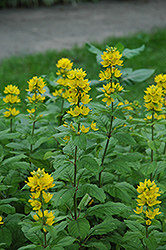 Yellow Loosestrife (Lysimachia punctata) at A Very Successful Garden Center