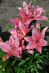 Blue Eyes Lily (Lilium 'Blue Eyes') at A Very Successful Garden Center