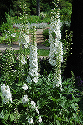 Pure White Larkspur (Delphinium 'Pure White') at A Very Successful Garden Center