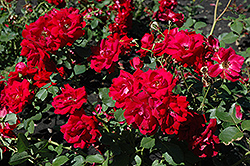 Champlain Rose (Rosa 'Champlain') at A Very Successful Garden Center