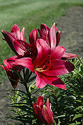 Flaming Belles Lily (Lilium 'Flaming Belles') at Lakeshore Garden Centres