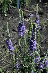Blue Candles Speedwell (Veronica spicata 'Blue Candles') at Stonegate Gardens