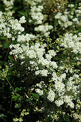 Dropwort (Filipendula vulgaris) at Lakeshore Garden Centres