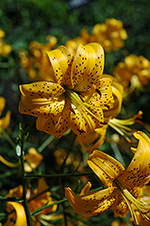 Golden Princess Lily (Lilium 'Golden Princess') at Stonegate Gardens