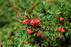 Canadian Yew (Taxus canadensis) at Lakeshore Garden Centres