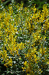 Common Woadwaxen (Genista tinctoria) at A Very Successful Garden Center