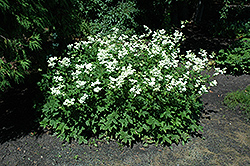 Dropwort (Filipendula vulgaris) at A Very Successful Garden Center