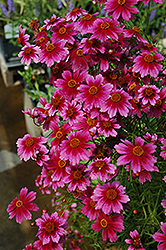 Heaven's Gate Tickseed (Coreopsis rosea 'Heaven's Gate') at A Very Successful Garden Center