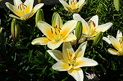 Kansas Lily (Lilium 'Kansas') at A Very Successful Garden Center