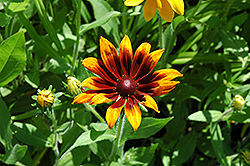 Rustic Colors Coneflower (Rudbeckia hirta 'Rustic Colors') at A Very Successful Garden Center