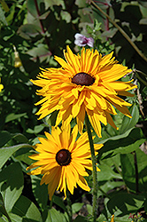 Double Gold Coneflower (Rudbeckia hirta 'Double Gold') at Stonegate Gardens