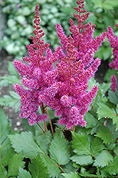 Visions Astilbe (Astilbe chinensis 'Visions') at The Mustard Seed