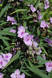 Perrine's Pink Spiderwort (Tradescantia x andersoniana 'Perrine's Pink') at Lakeshore Garden Centres