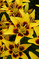 Delta Lily (Lilium 'Delta') at Lakeshore Garden Centres