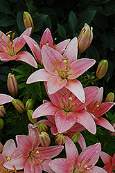 Chianti Lily (Lilium 'Chianti') at A Very Successful Garden Center