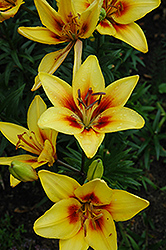 Grand Cru Lily (Lilium 'Grand Cru') at Stonegate Gardens