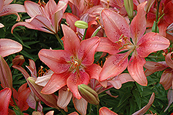 Coral Fashion Lily (Lilium 'Coral Fashion') at A Very Successful Garden Center