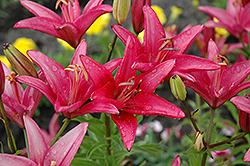 Crete Lily (Lilium 'Crete') at Stonegate Gardens