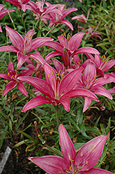 La Toya Lily (Lilium 'La Toya') at A Very Successful Garden Center