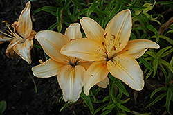 Trendsetter Lily (Lilium 'Trendsetter') at A Very Successful Garden Center