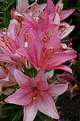 Grand Love Lily (Lilium 'Grand Love') at A Very Successful Garden Center