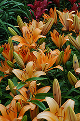 Royal Perfume Lily (Lilium 'Royal Perfume') at A Very Successful Garden Center