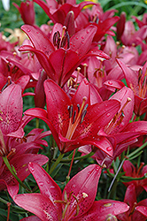 Royal Paradise Lily (Lilium 'Royal Paradise') at A Very Successful Garden Center