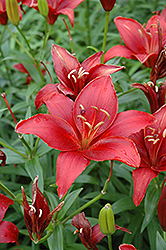 Monte Negro Lily (Lilium 'Monte Negro') at A Very Successful Garden Center