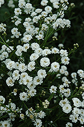 The Pearl Yarrow (Achillea ptarmica 'The Pearl') at Lakeshore Garden Centres