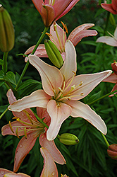 Prairie Sunset Lily (Lilium 'Prairie Sunset') at A Very Successful Garden Center
