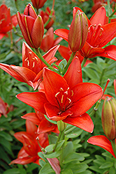 Iberflora Lily (Lilium 'Iberflora') at A Very Successful Garden Center
