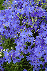 Blue Elf Delphinium (Delphinium grandiflorum 'Blue Elf') at A Very Successful Garden Center
