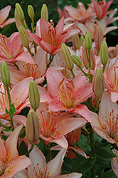 Make Up Lily (Lilium 'Make Up') at A Very Successful Garden Center