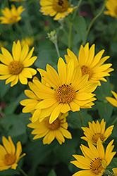 Hohlspiegel False Sunflower (Heliopsis helianthoides 'Hohlspiegel') at Lakeshore Garden Centres